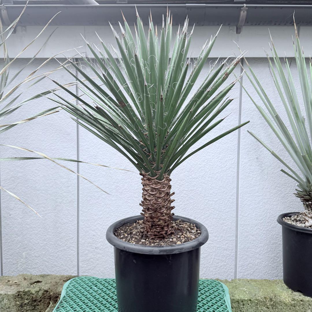 幹立ち☆フィリフェラ☆ ユッカ　8号　観葉植物　ドライガーデンd
