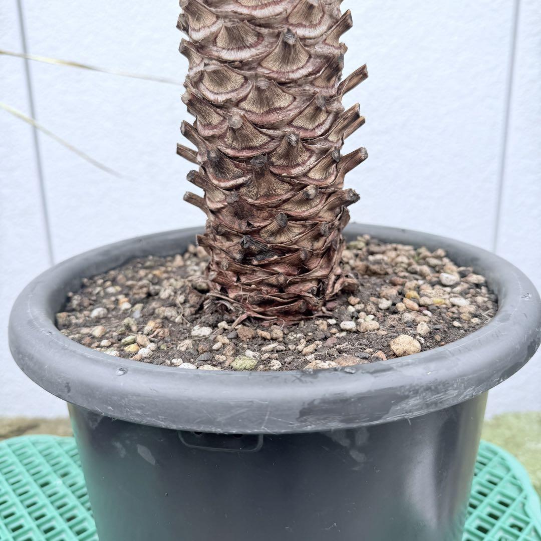 幹立ち☆フィリフェラ☆ ユッカ 8号 観葉植物 ドライガーデンd 幹立ち☆フィリフェラ☆ ユッカ 8号 観葉植物 ドライガーデンd