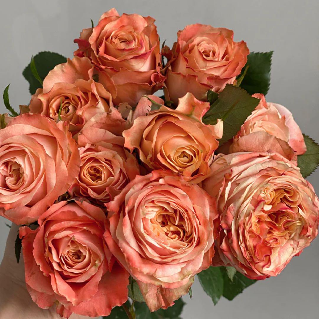 バラ苗　切りバラ　薔薇　レアバラ 切り花品種バラ苗 レアバラ - 花ブランド 品 通販