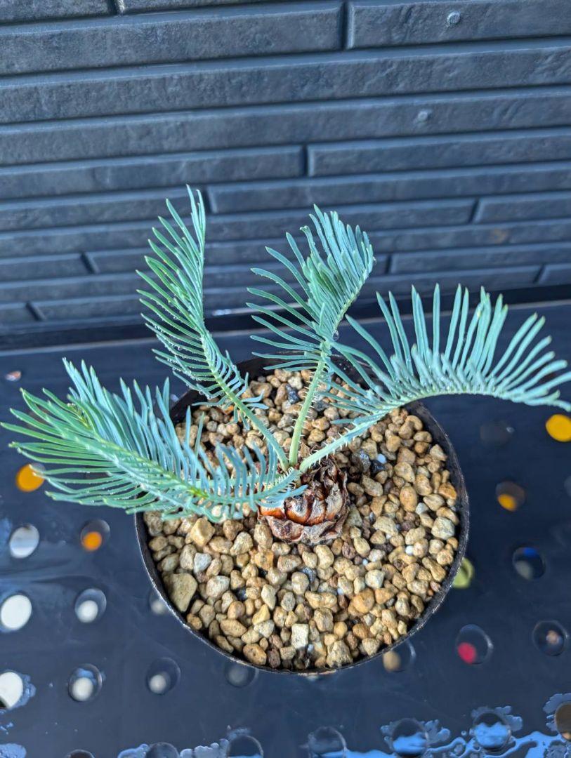 サイカス・カイルンシアナ ドワーフ タイプ: 世界の半分は植物界