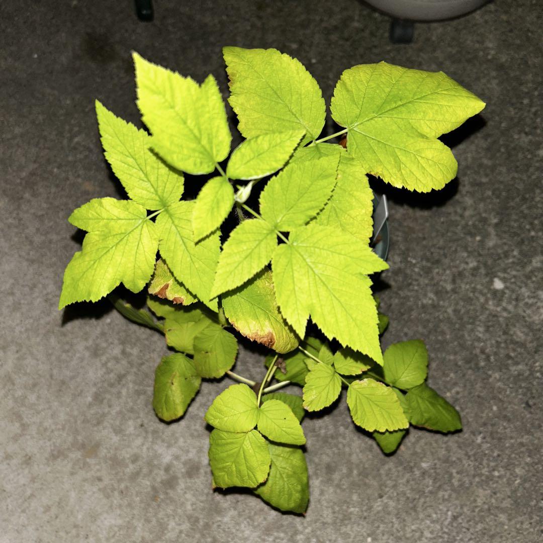 大学 兄弟割引 Tulameen ラズベリー苗 - メルカリ 果樹
