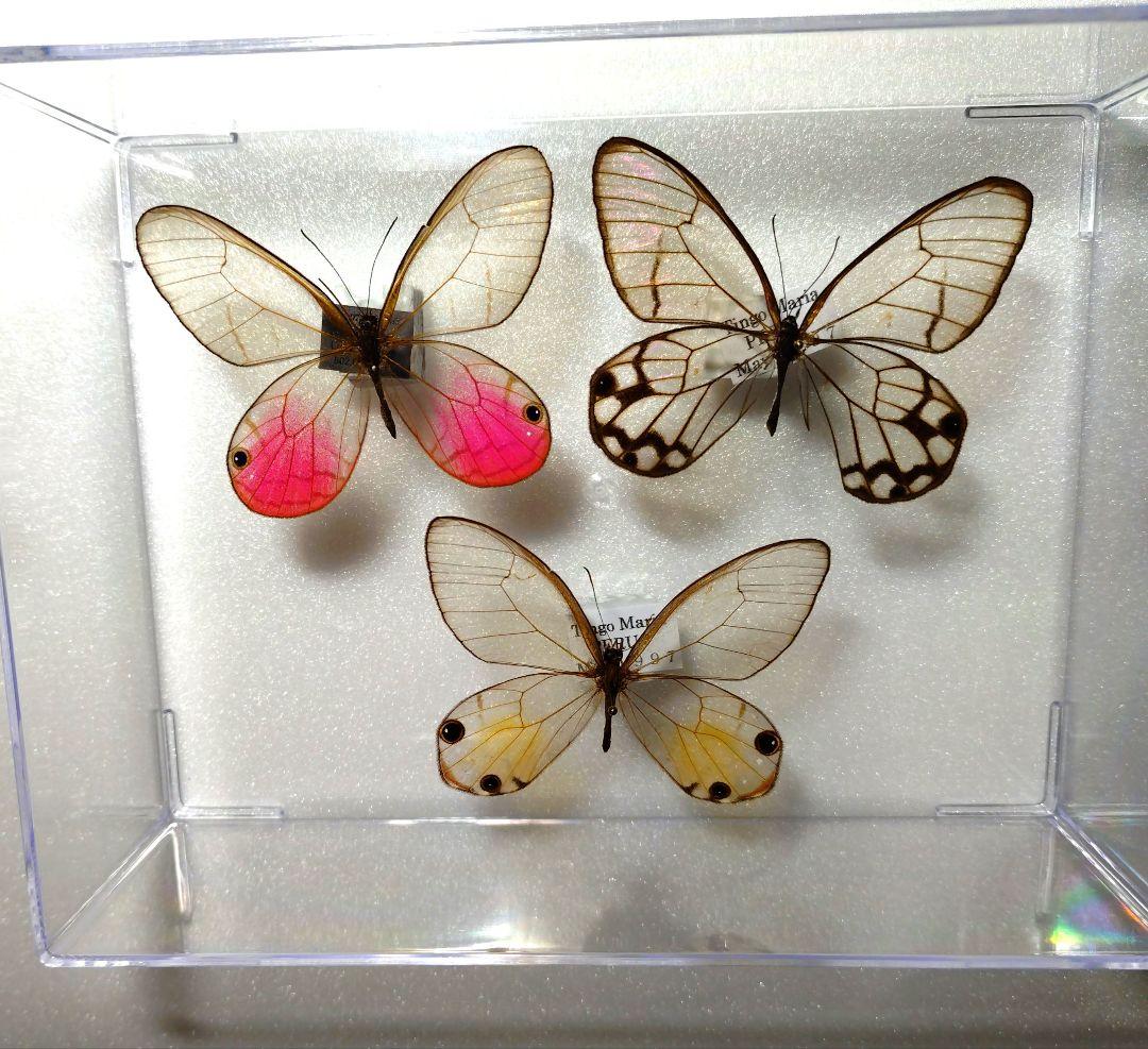 標本 スカシジャノメ サツマニシキ スズメガ ハゴロモ・蝶・蛾など貴重標本箱 標本 スカシジャノメ サツマニシキ 連ねる スズメガ ハゴロモ