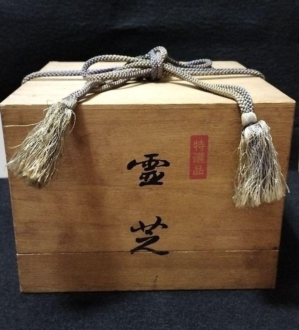 2021年春の特選品 靈芝 雑貨 その他¥30/><li><p>雑貨アンティーク/コレクション2021年春の特選品 靈芝 雑貨 その他¥30/></p><li><img src=