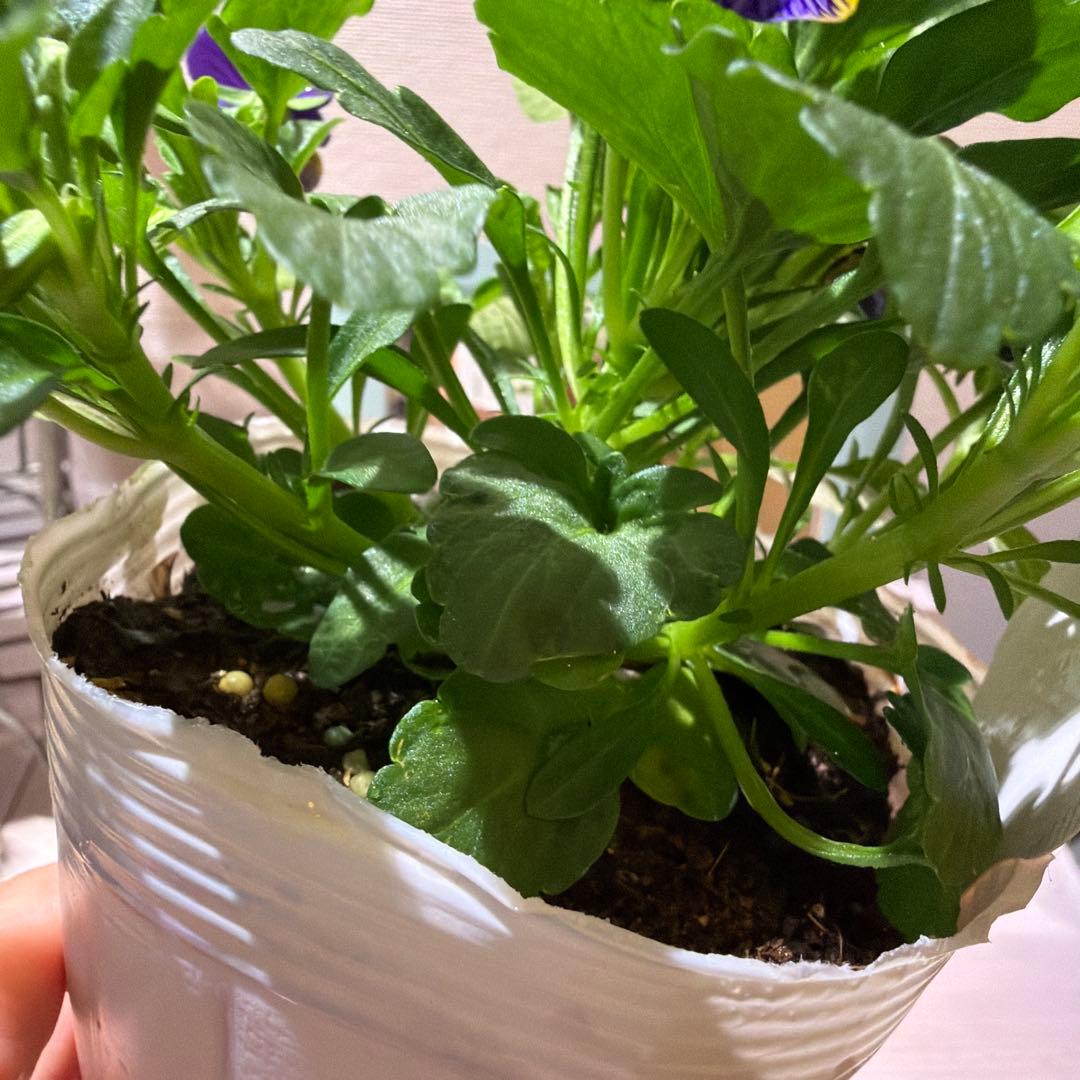 ビオラ ブルータイガーアイ❶ 3.5号ポット苗《11/2》 ビオラ ブルータイガーアイ❶ 3.5号ポット苗《11/2》