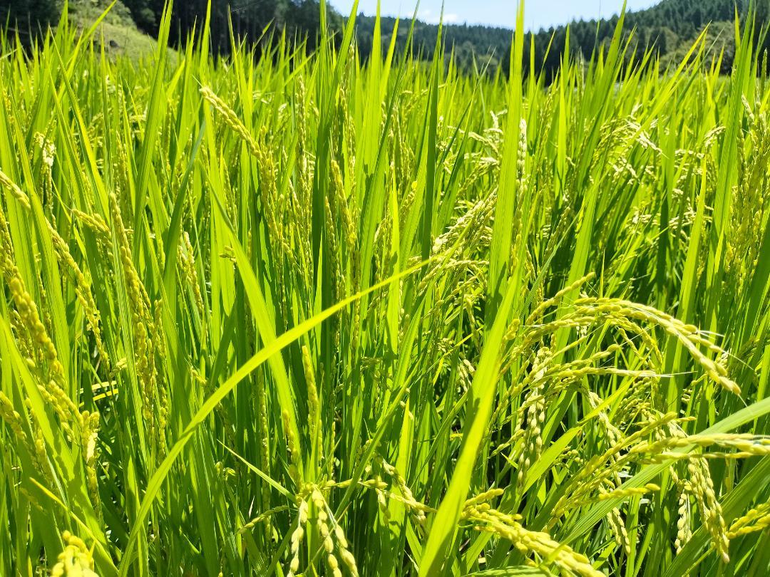 (E-12)玄米30kg「あきげしき」令和5年産、阿蘇くまもと、送料込み