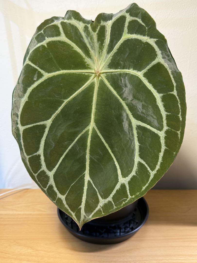 Anthurium Forgetii x Zara アンスリウムハイブリッド大株