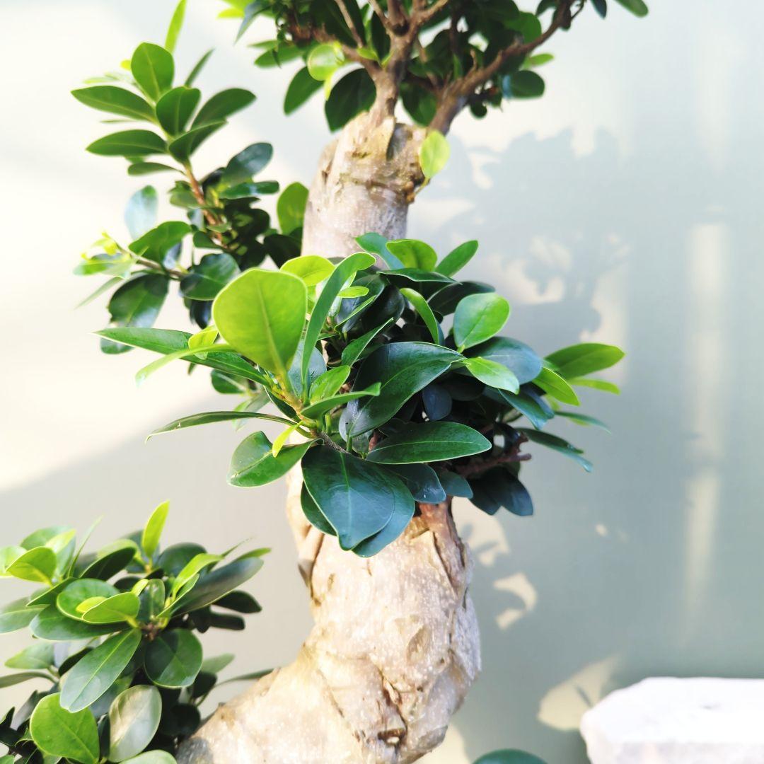 ガジュマル曲がり 昇龍