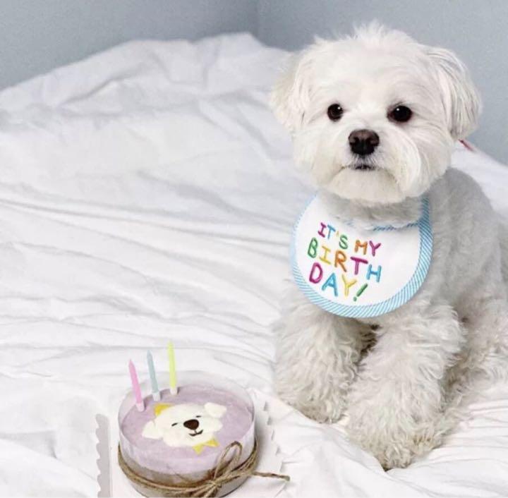 ペット用品 犬 猫 小型 バースデー スタイ エプロン 誕生日 お祝い 可愛い メルカリ