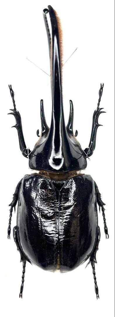 野外品 ネプチューンオオカブト ♂122(127)㎜A- コロンビア 標本 コロンビア産 ネプチューンオオカブト 138mm. 飼育品 角折れ修理