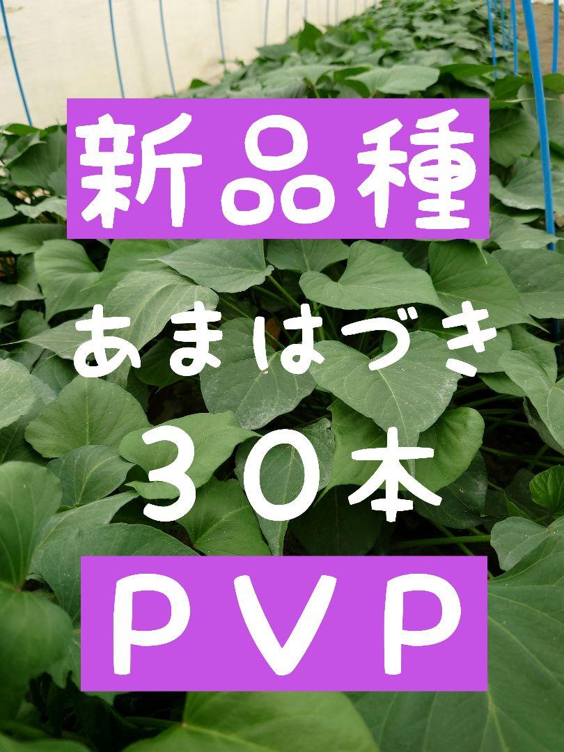さつまいも苗【あまはづき苗30本】【ウイルスフリー切り苗