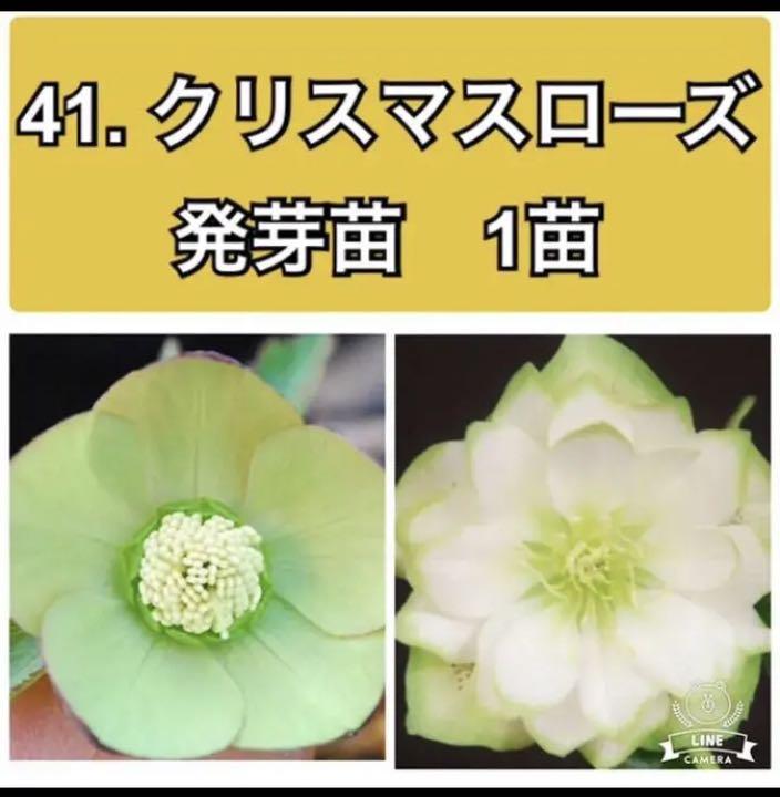メルカリ 41 クリスマスローズ 発芽苗 太ピコピエラ交配 極小輪ピエラできるかな 植物 観葉植物 3 800 中古や未使用のフリマ メルカリ 41 クリスマスローズ 発芽苗 太ピコピエラ交配 極小輪ピエラできるかな 植物 観葉植物 3 800 中古や未使用のフリマ