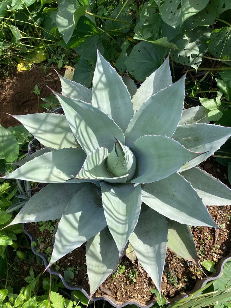 耐寒性アガベ オバティフォリア大株 ドライガーデン多肉サボテン島ユッカ ヤシ南国新品、♥ YUZUMIYA_COM