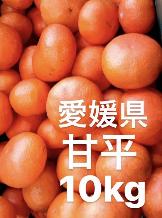 期間限定プライス 愛媛県産 甘平 柑橘 10kg 専用バッグセット|食品 - www.murad.com.jo 期間限定プライス 愛媛県産 甘平 柑橘 10kg 専用バッグセット|食品 - www.murad.com.jo
