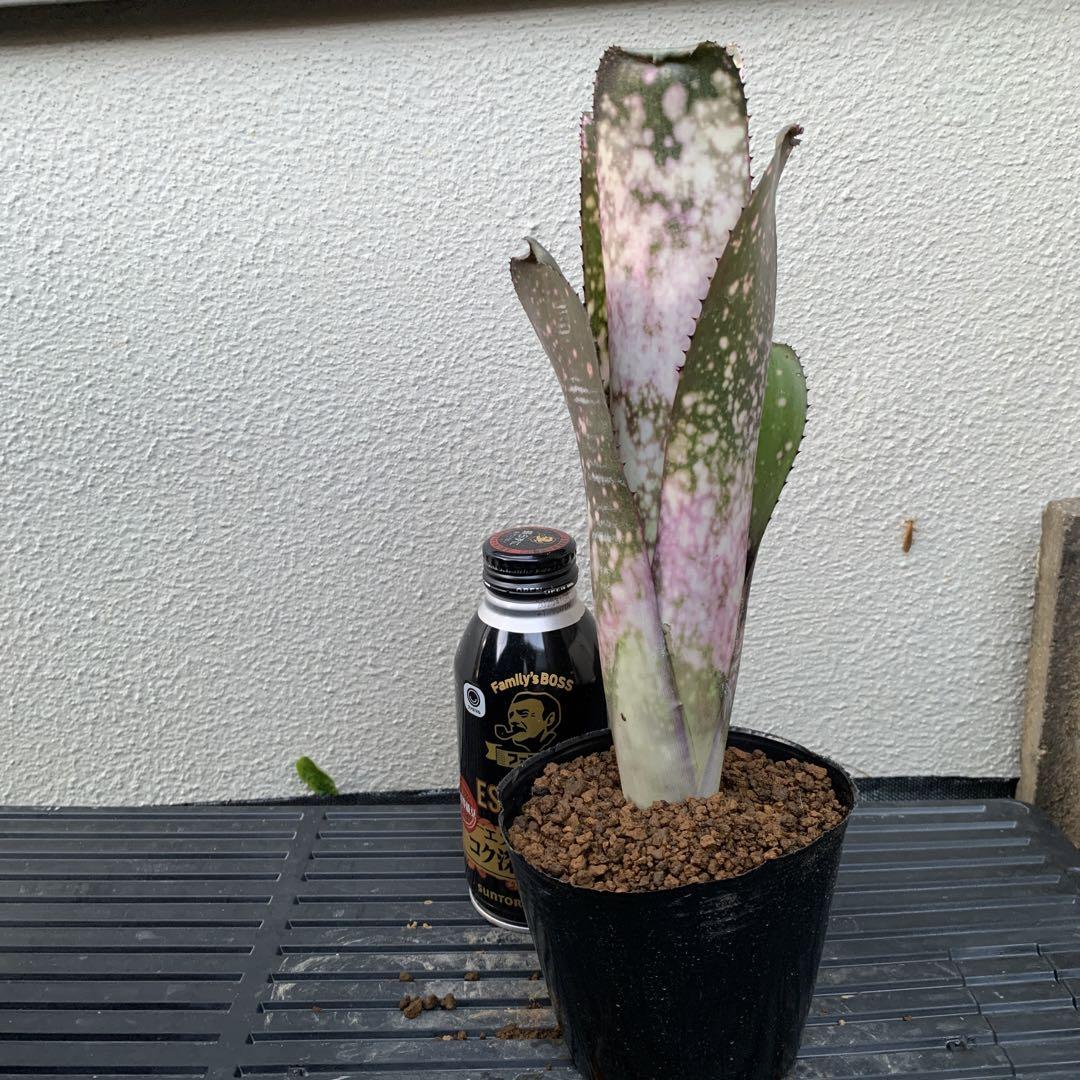 ブロメリア・エアープランツ Billbergia Kawanas Amethyst Star Billbergia Kawanas Amethyst Star ブロメリア・エアープランツ