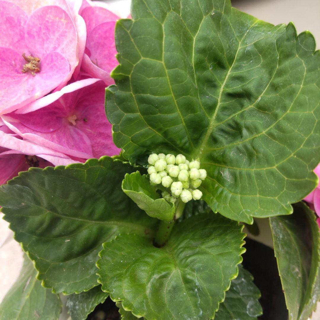 来年育成用アジサイ大栄花園4種➕レンブラント♡メルカリ便 来年育成用アジサイ大栄花園4種➕レンブラント♡メルカリ便