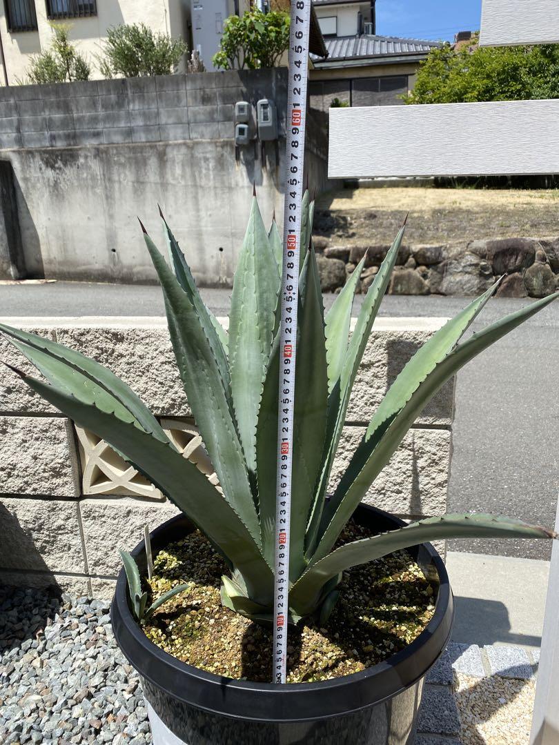 アオノリュウゼツラン