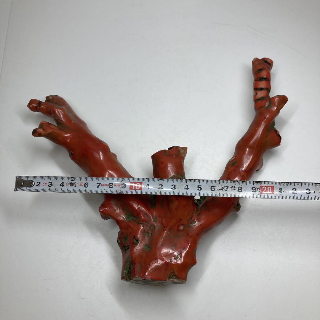 山珊瑚　原木B　665g縦21㎝　東Y6-1226①