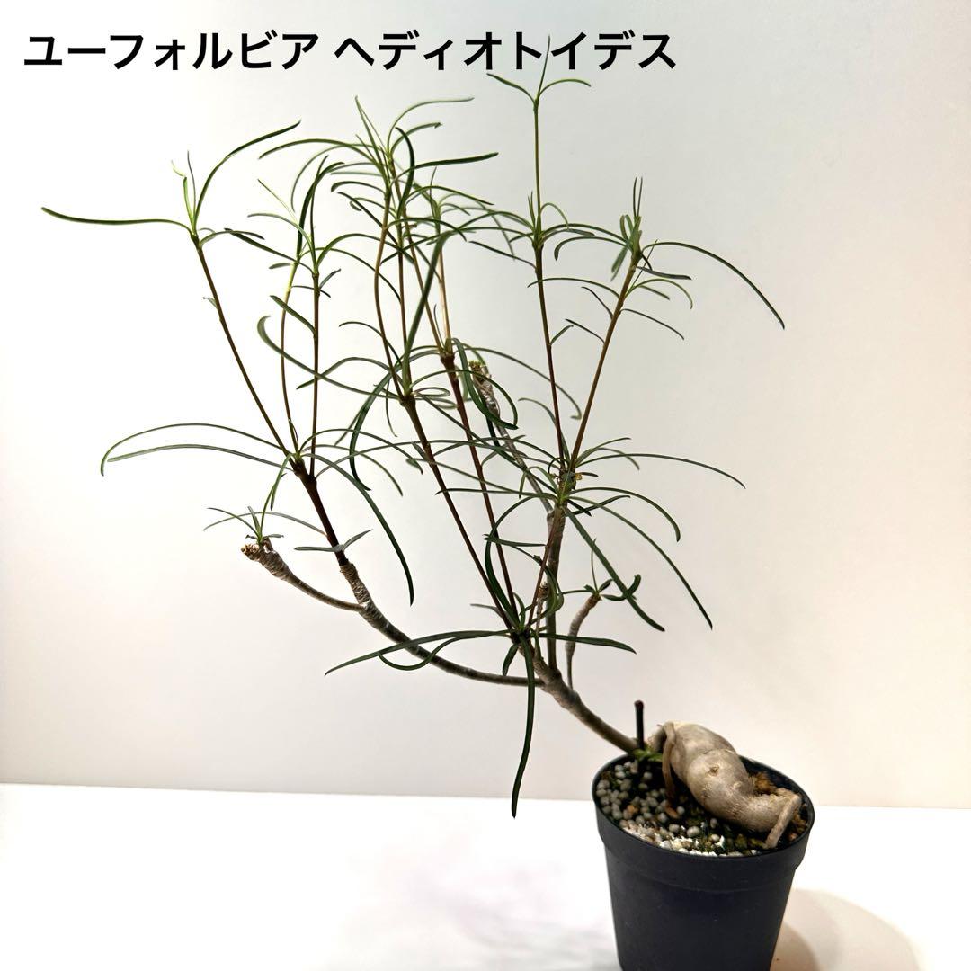 ユーフォルビア へディオトイデス 現品 佐川急便ゆうパック発送