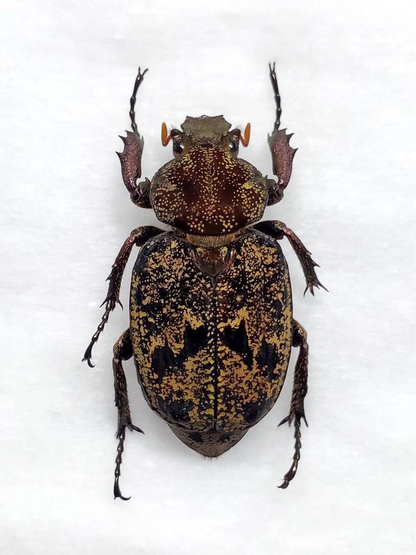 モフモフの立て髪のゴリラコガネ⑧【標本】 モフモフの立て髪のゴリラコガネ⑧【標本】