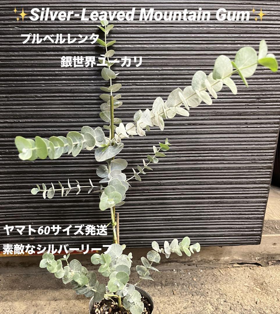 ✨ユーカリ　銀世界　プルベルレンタ　人気のシルバーリーフ　人気のシンボルツリー✨