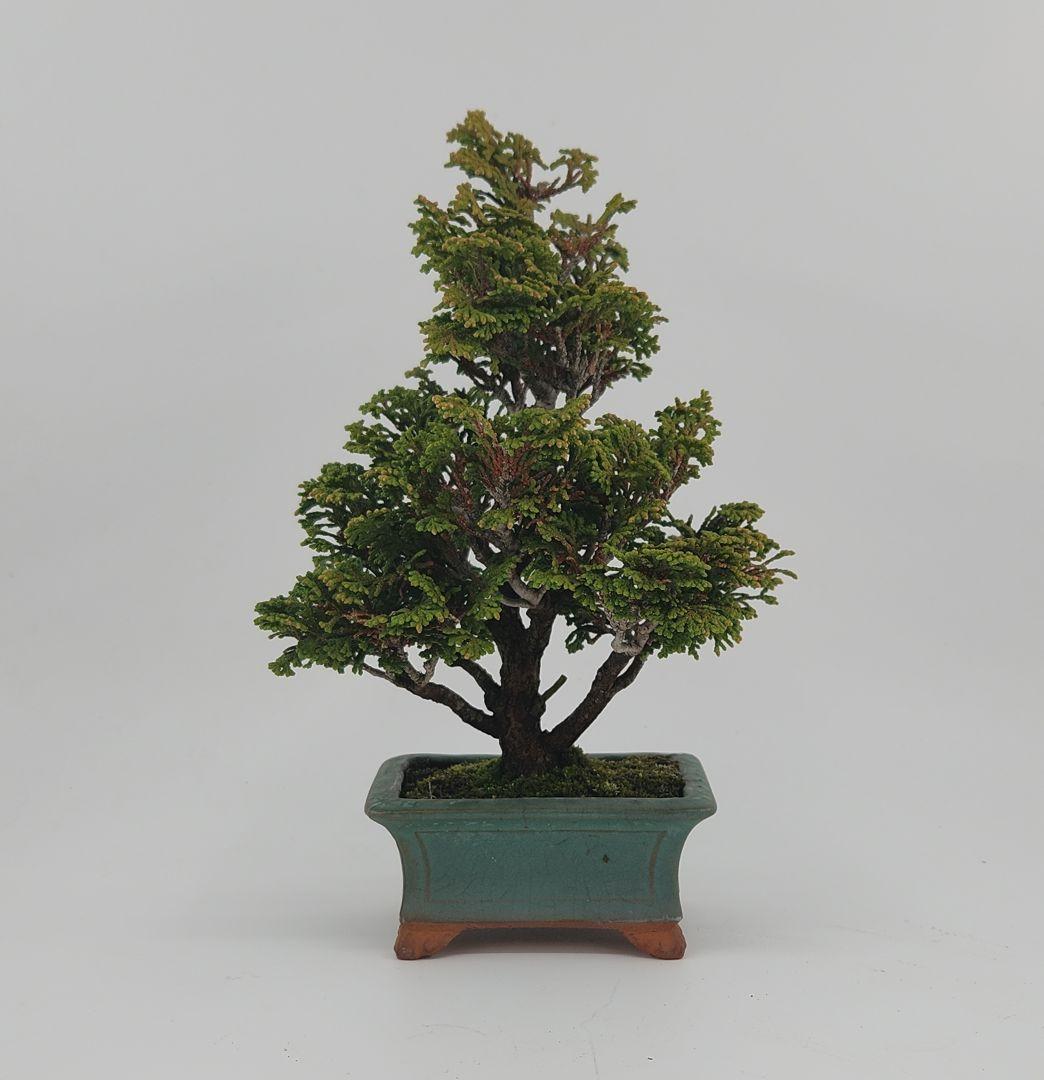 大品盆栽 五葉松盆栽 真柏盆栽 懸崖 真柏 黒松 赤松 五葉松 小品 直幹津山檜盆栽 五葉松盆栽 真柏盆栽 懸崖 真柏 黒松 赤松 五葉松