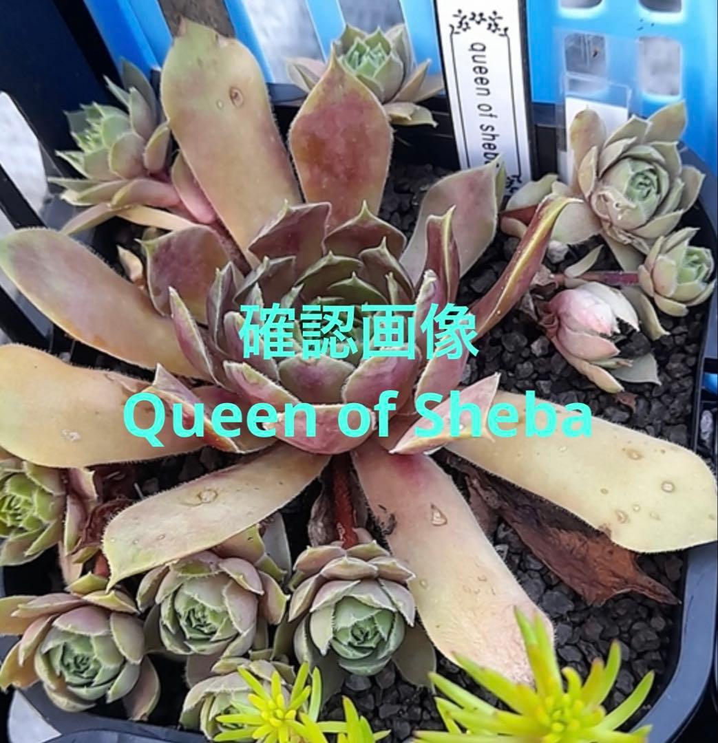 センペルビウム 確認画像 Queen of Sheba