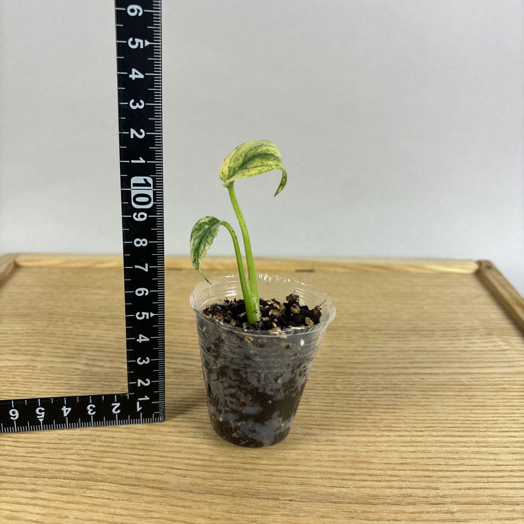 モンステラ　デリシオーサ　ミント　斑入り　順化済み 52