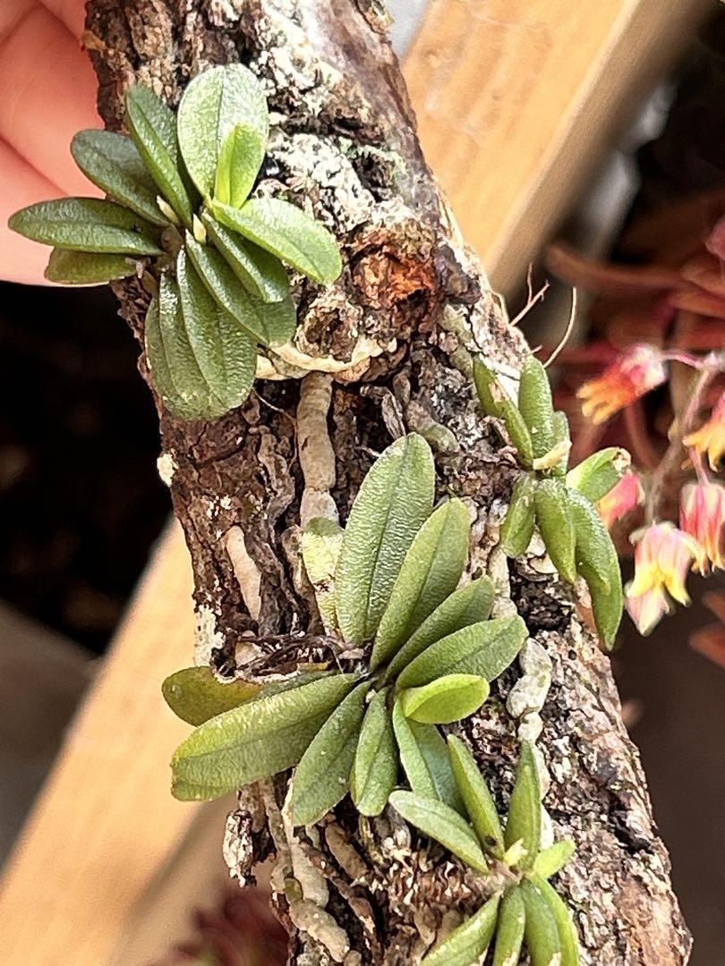 小型洋ラン Schoenorchis Fragrans 着生ラン 洋蘭 洋蘭原種
