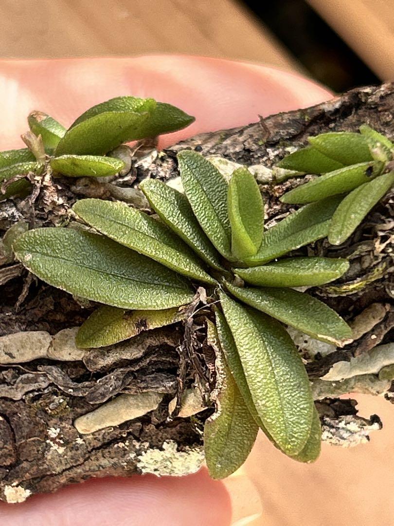 小型洋ラン Schoenorchis Fragrans 着生ラン 洋蘭 洋蘭原種