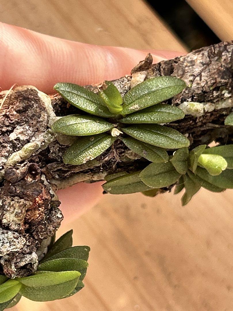 小型洋ラン Schoenorchis Fragrans 着生ラン 洋蘭 洋蘭原種