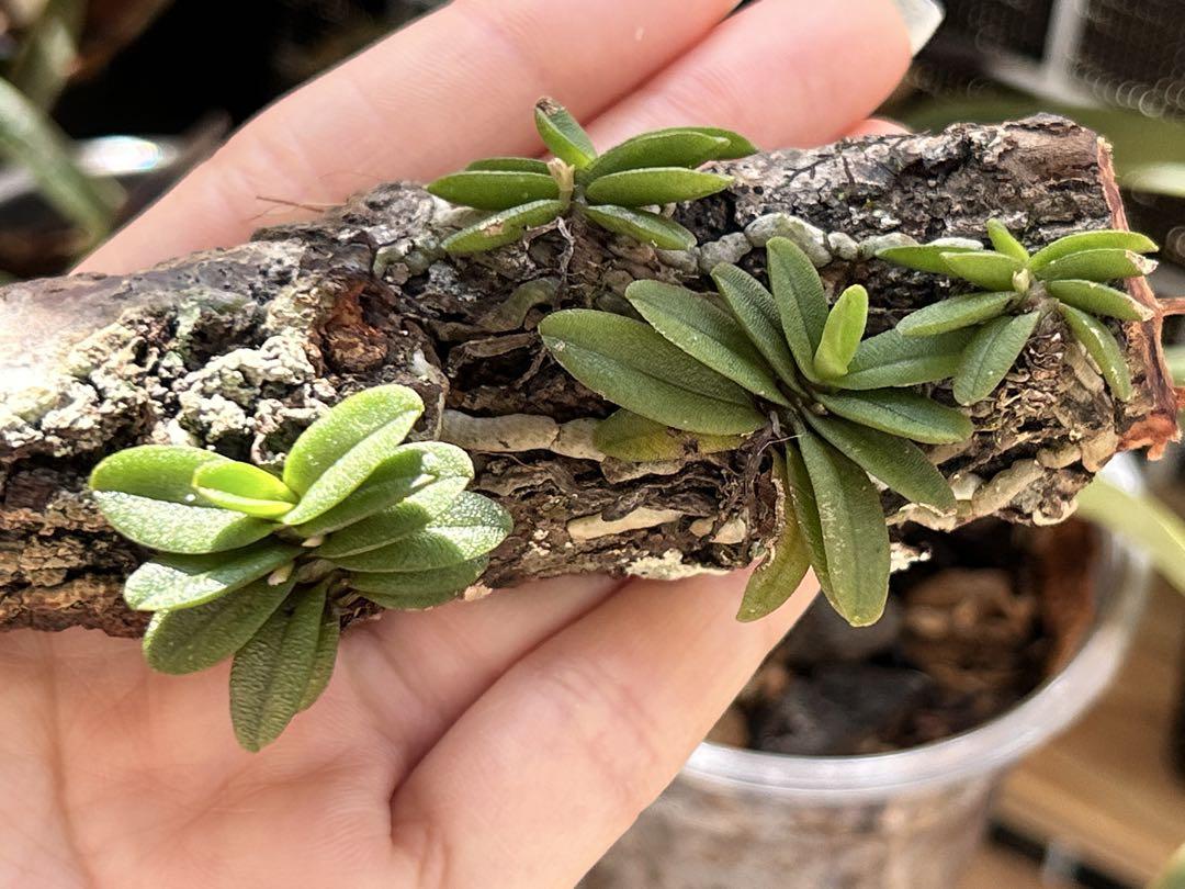 小型洋ラン Schoenorchis Fragrans 着生ラン 洋蘭 洋蘭原種