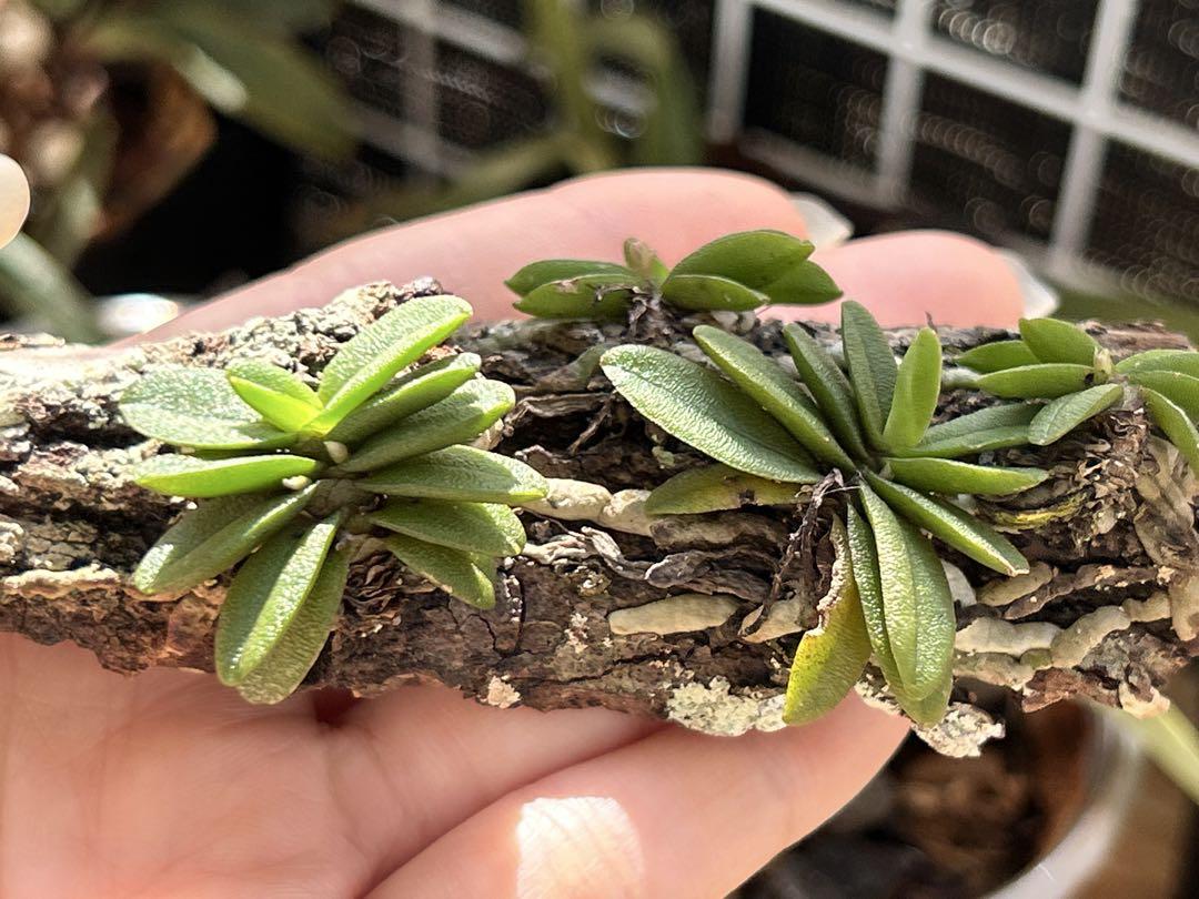 小型洋ラン Schoenorchis Fragrans 着生ラン 洋蘭 洋蘭原種
