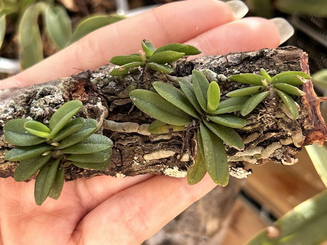 小型洋ラン Schoenorchis Fragrans 着生ラン 洋蘭 洋蘭原種