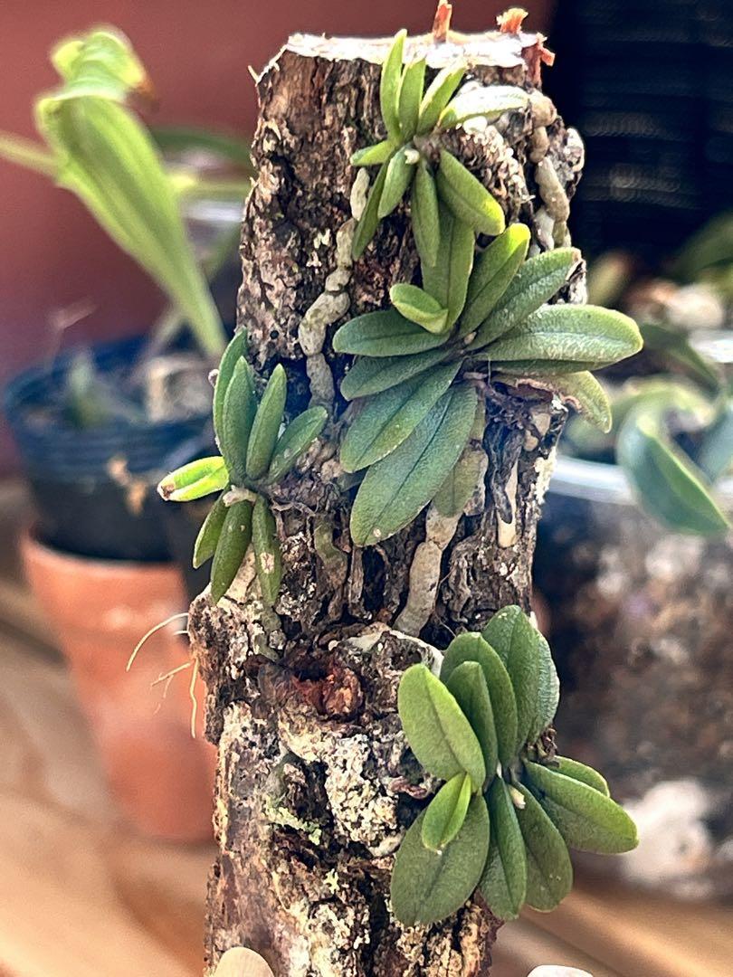 小型洋ラン Schoenorchis Fragrans 着生ラン 洋蘭 洋蘭原種