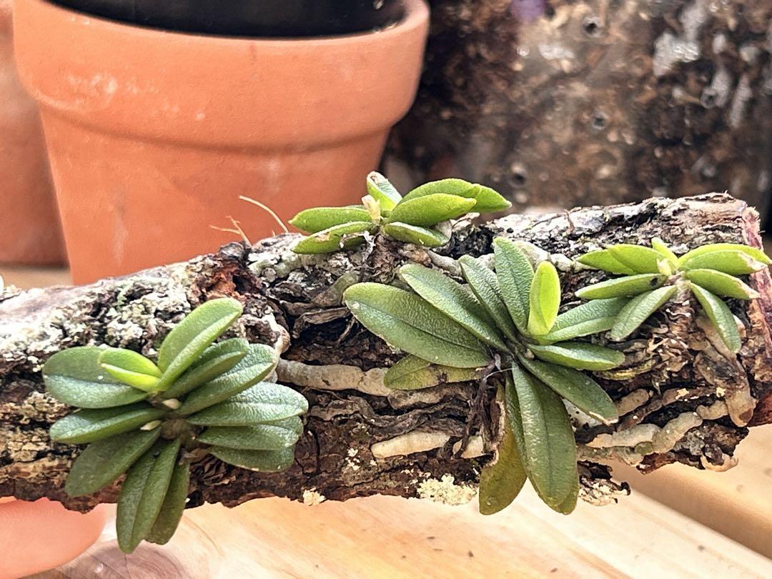 小型洋ラン Schoenorchis Fragrans 着生ラン 洋蘭 洋蘭原種