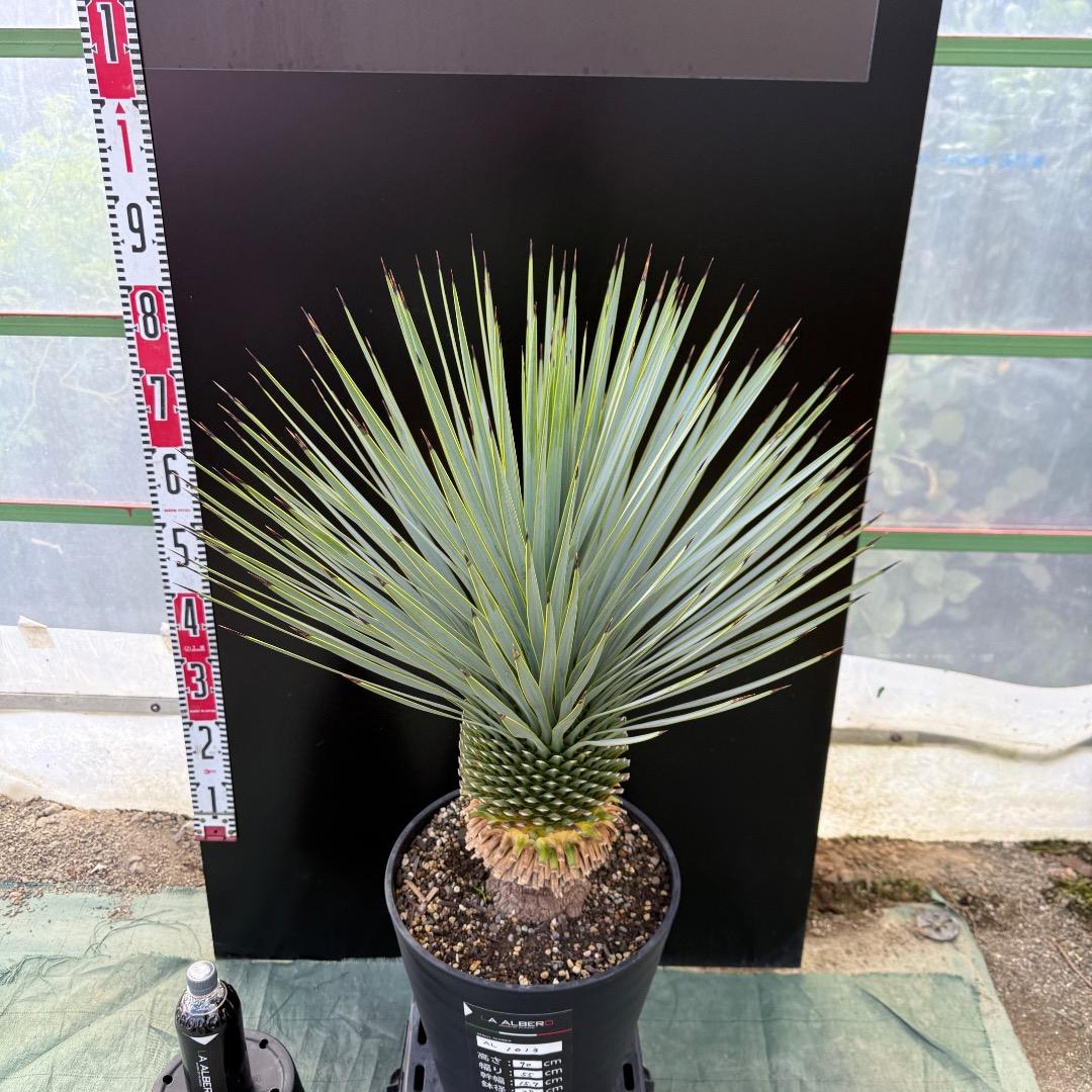 【AL1013】ユッカ ロストラータ 在庫整理価格 【AL1013】ユッカ ロストラータ 在庫整理価格