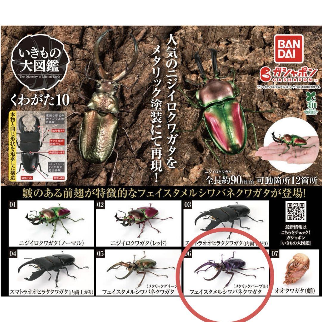 いきもの大図鑑 くわがた10 フェイスタメルシワバネクワガタ