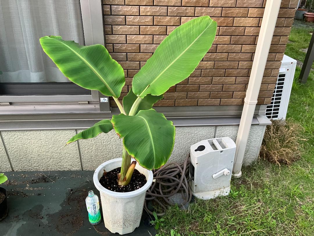 ドワーフナムワ バナナ 苗（大）