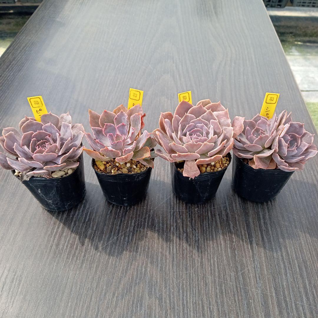 ののい様確認用です