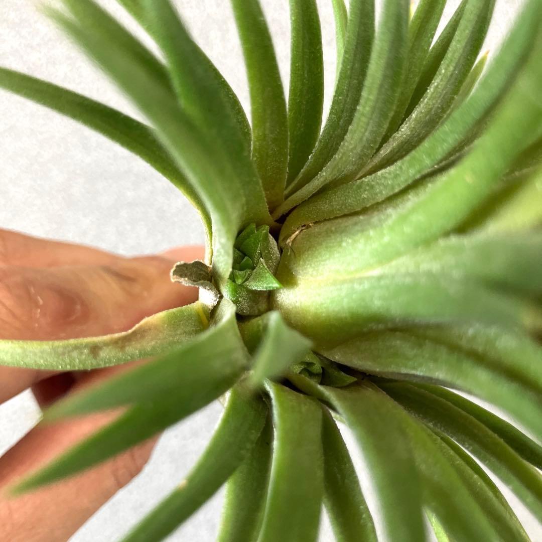 超希少❗️群生❗️イオナンタ　メキシコ　スーパービッグ 