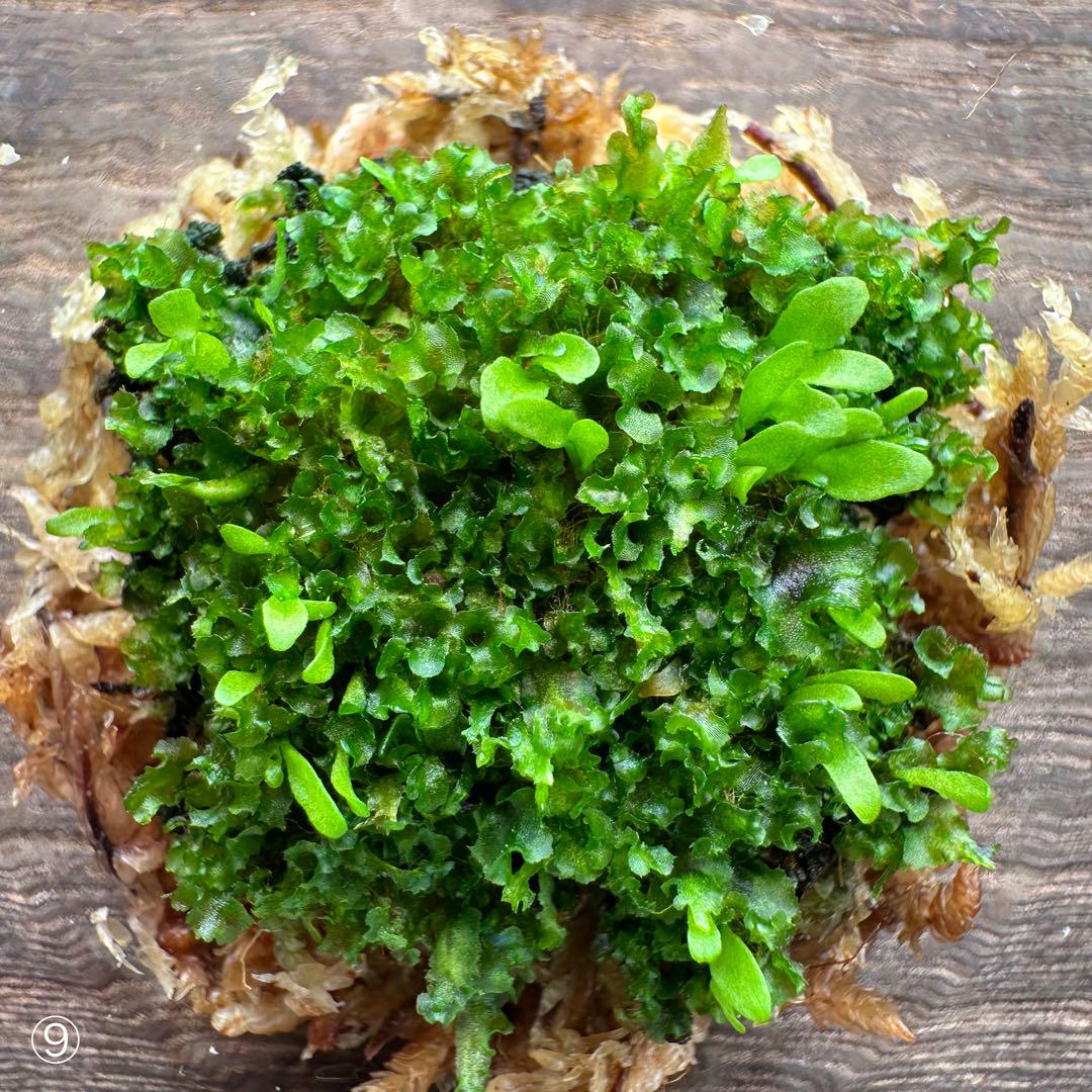 Hirokazu.Kin | 細葉のリドレイはたまらんね🌱 P. ridleyi