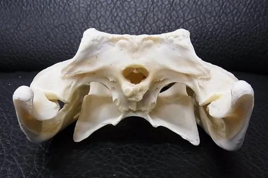 高品質　29ｃｍ！シャムワニの頭骨