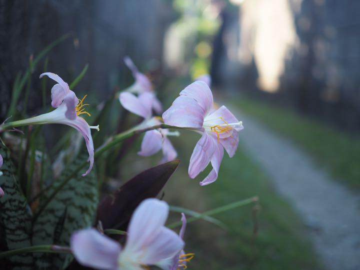 OLYMPUS OM−D E−M10 単焦点レンズセット
