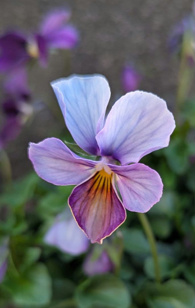 希少種 すみれ図鑑 1苗 新品種 パルプンテ 1苗 セットラベル付き A