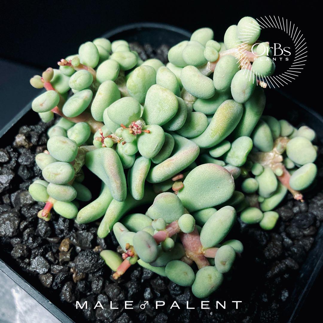 【国内採種】Ceraria Pygmaea seeds 新鮮種子50粒 国内採種】Ceraria Pygmaea seeds 新鮮種子50粒 - メルカリ