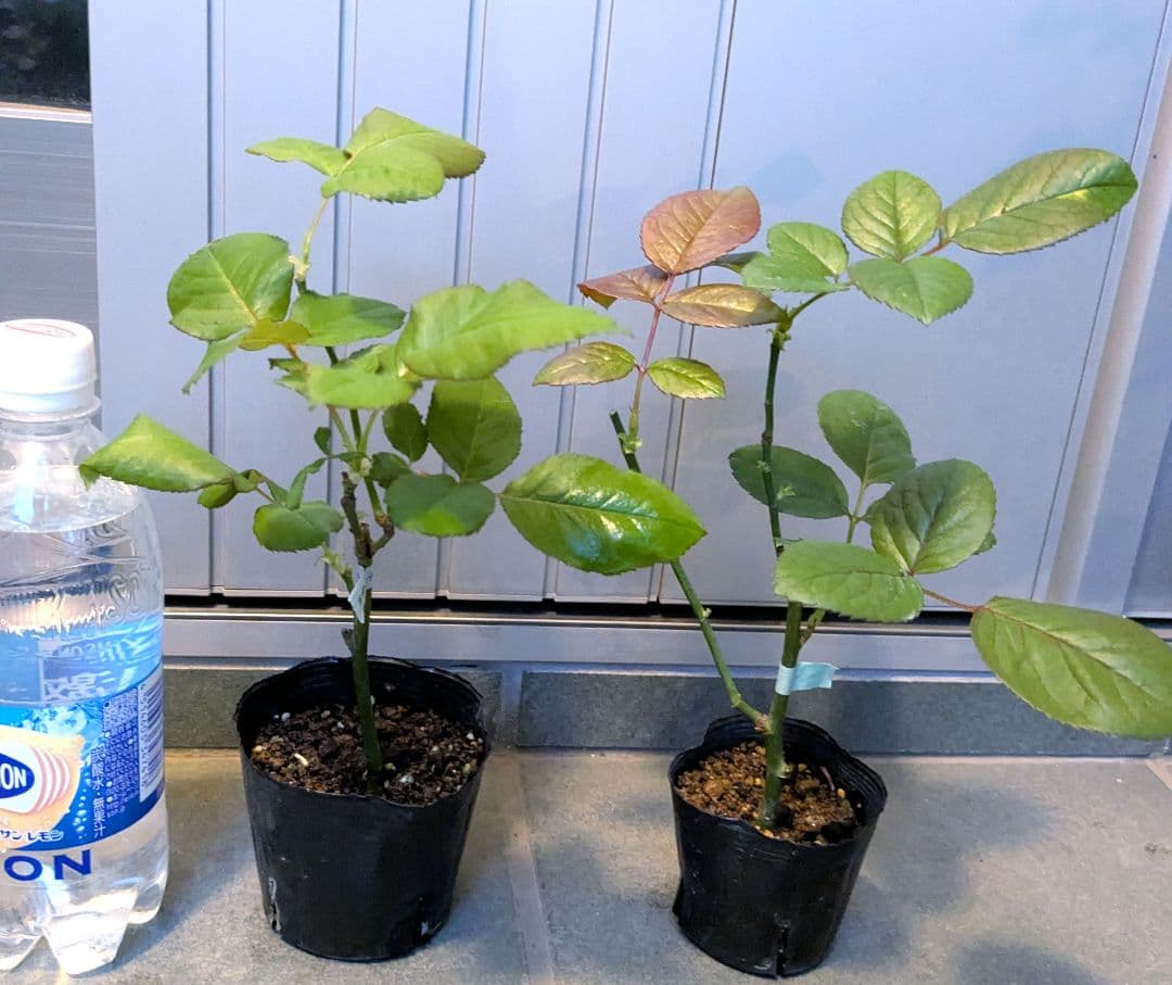 バラ苗 切り花種