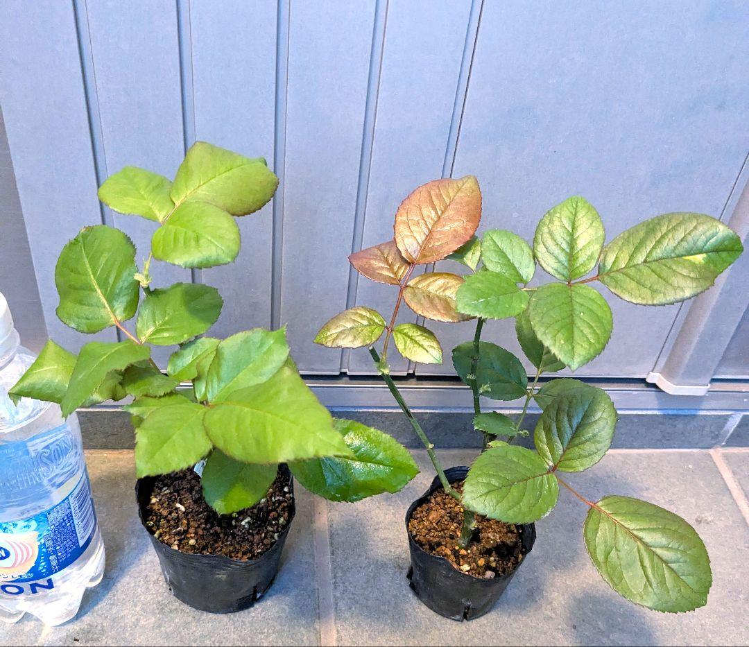 バラ苗 切り花種 ２品種セット □宅急便60サイズ〜で発送いたします□やや傷や汚れあり YUZUMIYA_COM