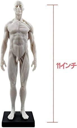 人体模型 モデル 男性&女性セット 約30cm デザイン キャラ 解剖