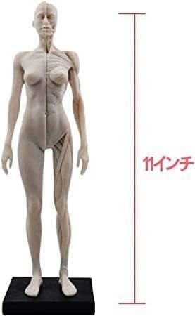人体模型 モデル 男性&女性セット 約30cm デザイン キャラ 解剖