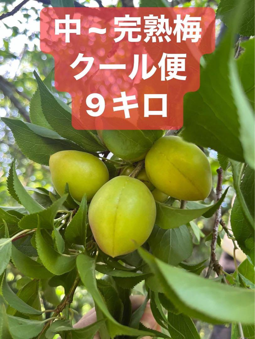 中〜完熟梅